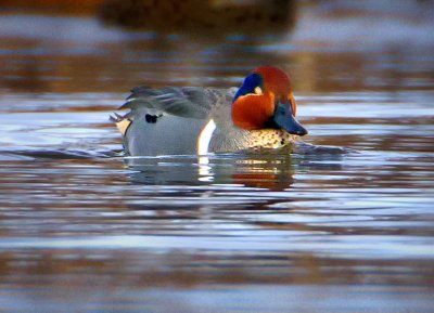 Green-winged Teal