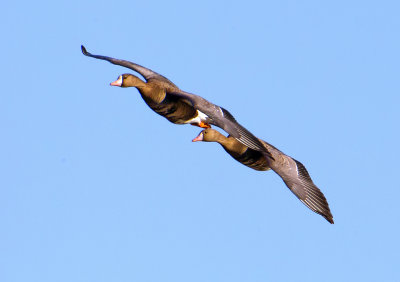 Greater White-fronted Geese, Sacramento Wildlife Refuge, CA