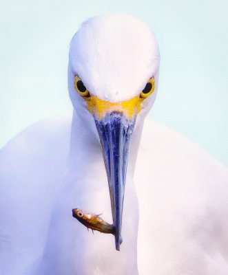 Egret, Solano Lake, CA