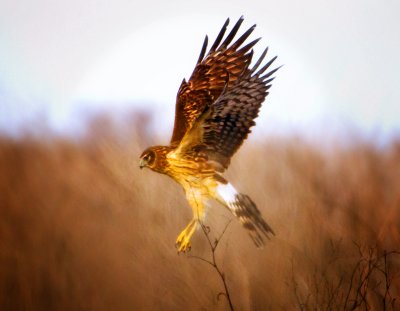 Northern Harrier, Sacramento Wildlife Refuge, CA