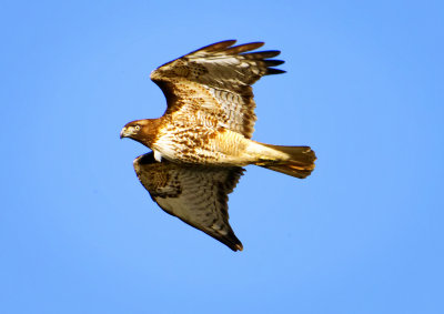 Red-tailed Hawk, Sacramento Wildlife Refuge, CA