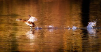 Pie-billed Grebe in Motion, Lake Solano, CA