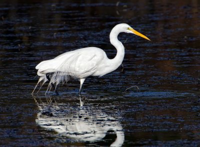 Egret, Lake Solano, CA