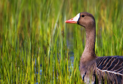 Greater White-fronted Goose, Sacramento Wildlife Refuge, CA