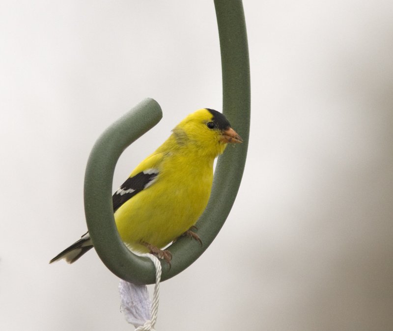 gold finch on shephards hook XXX IMG_7572.jpg