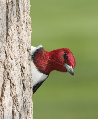 peek a boo woodpecker IMG_8426.jpg