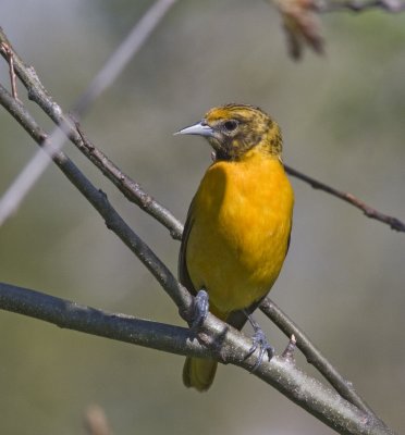 female oriole in tree IMG_9970.jpg