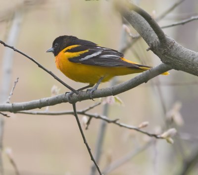 male oriole on tree branch IMG_9247.jpg