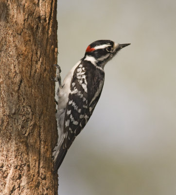 downy woodpecker MG_0072.jpg