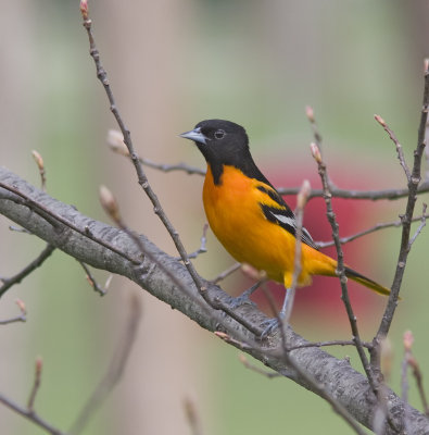oriole first day arrival IMG_8585.jpg