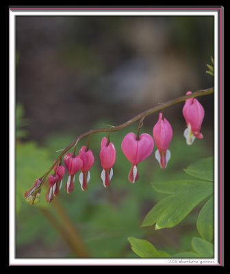 bleeding heart blooms IMG_0011.jpg