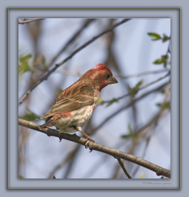 purple finch looking to right 2 IMG_4251.jpg