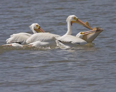 big catch sequence 6IMG_4999.jpg
