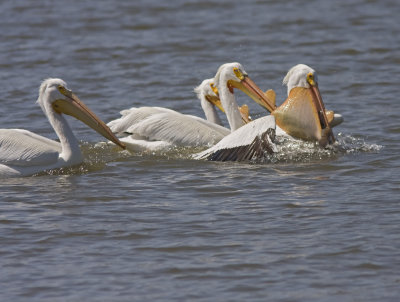 big catch sequence 2IMG_4995.jpg