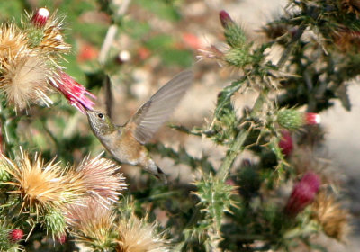 Hummingbird Among the Thistle