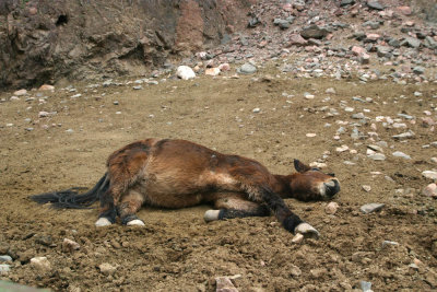 Dead Mule