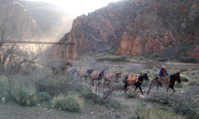 Early Morning Pack Mules