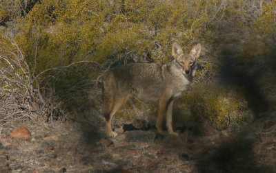 Through the Bush