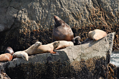 Sea Lions
