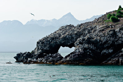 Gull Island