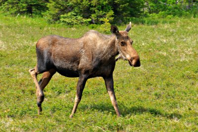 Moose
