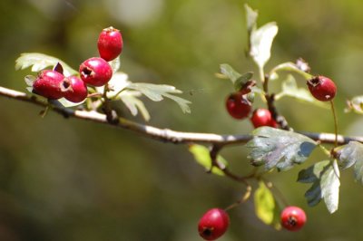 DSC_1040.jpg