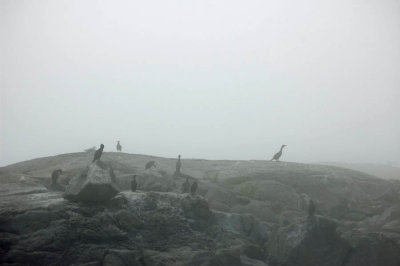 birds, nubble lighthouse rocks
