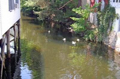 river ducks