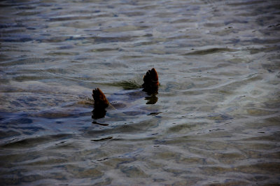 DSC_1337.JPG