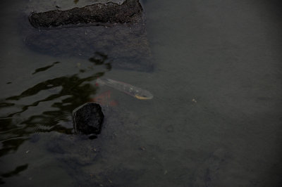 DSC_1371.JPG