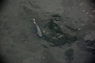 DSC_1372.JPG