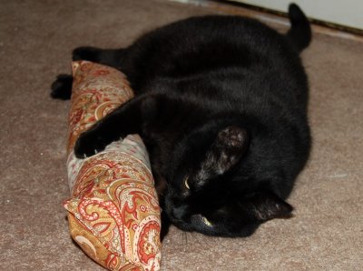 iris with maggie's catnip present