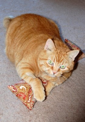 otto with maggie's catnip present