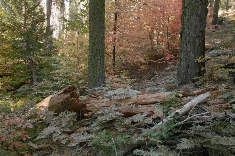 fall color Yosemite 2.jpg