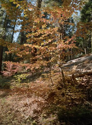 Yosemite  dogwood (3 image vertical mosaic).jpg