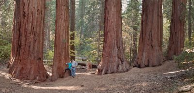 Yosemite Merced Grove Giant Sequoia.jpg