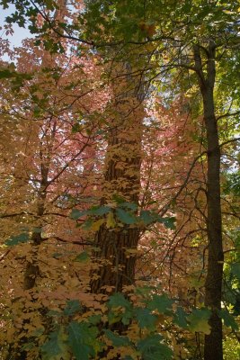dogwood and bigleaf oak yosemite.jpg