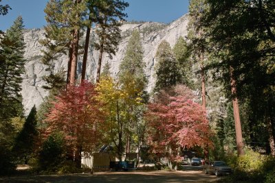 mundane fall color Yosemite 5.jpg