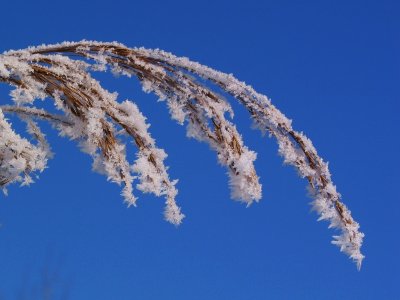 Frozen reed