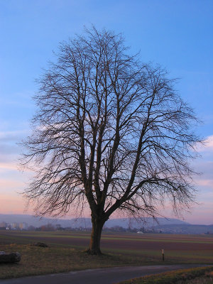 Bare tree in February