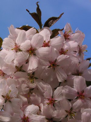 So many flowers under the blue sky