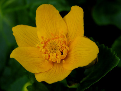 Caltha palustris - beauty of the swamps in forest