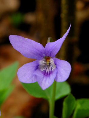 Wild violet - (Viola)