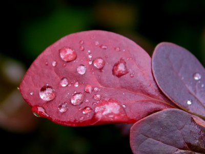 Not all the wet leaves are green