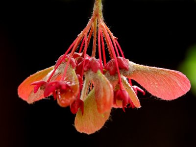 A special one - Flower of Japanese Maple