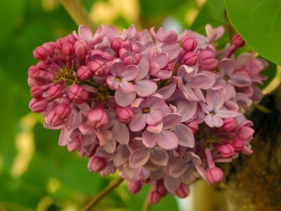 Red Lilac