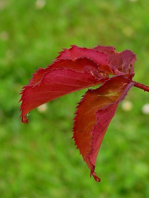 Red leaf of Rose Bush in May