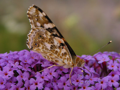 Butterfly in July