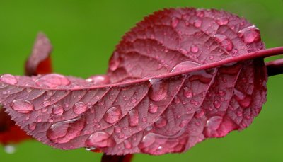 Rain on red leaf