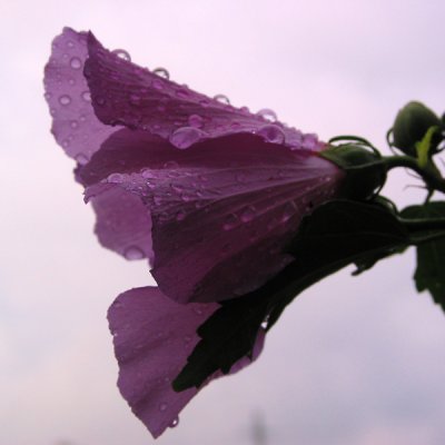 Wet hibiscus